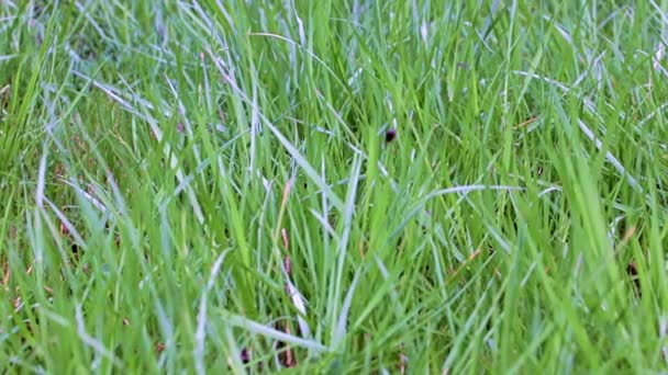 Mooi Groen Gras Het Gazon — Stockvideo