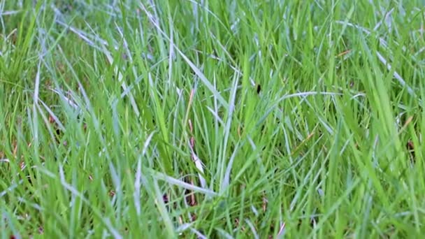 庭の芝生の美しい緑の草 — ストック動画