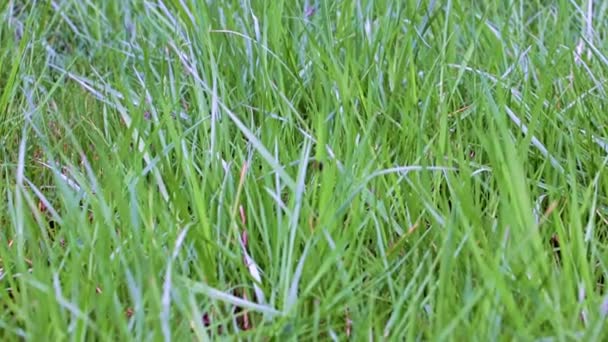 Hermosa Hierba Verde Césped Del Jardín — Vídeo de stock