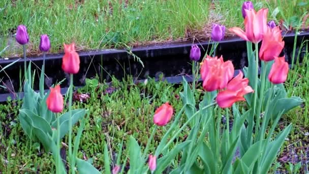 Beautiful Bright Scarlet Tulips Lawn Decoration Park — Stock Video