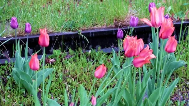 公園の芝生の装飾として美しい鮮やかな緋色のチューリップ — ストック動画