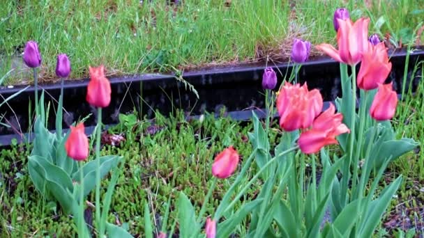 Krásné Jasně Šarlatové Tulipány Jako Dekorace Trávníku Parku — Stock video