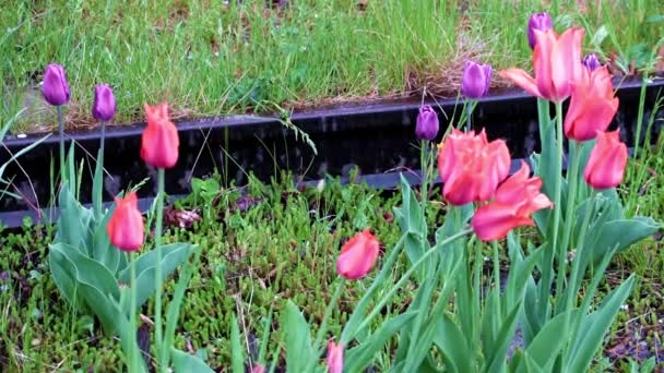 Hermosos Tulipanes Escarlata Brillante Como Decoración Césped Parque — Vídeo de stock
