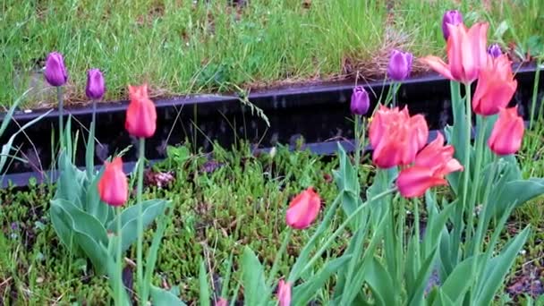 belles tulipes écarlates lumineuses comme décoration de pelouse dans le parc 