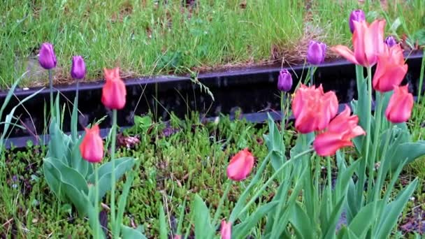 Красиві Яскраві Червоні Тюльпани Прикраса Газону Парку — стокове відео