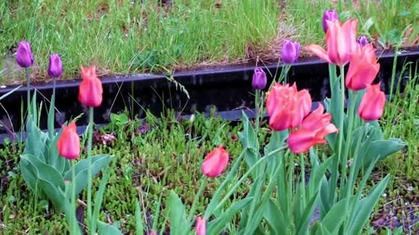 Schöne Helle Scharlachrote Tulpen Als Rasendekoration Park — Stockvideo