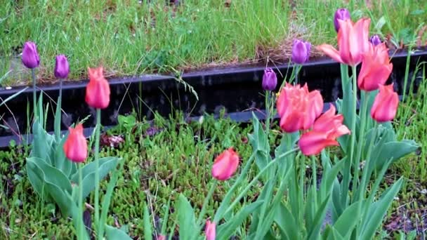Schöne Helle Scharlachrote Tulpen Als Rasendekoration Park — Stockvideo