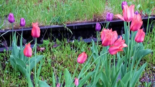 Красиві Яскраві Червоні Тюльпани Прикраса Газону Парку — стокове відео