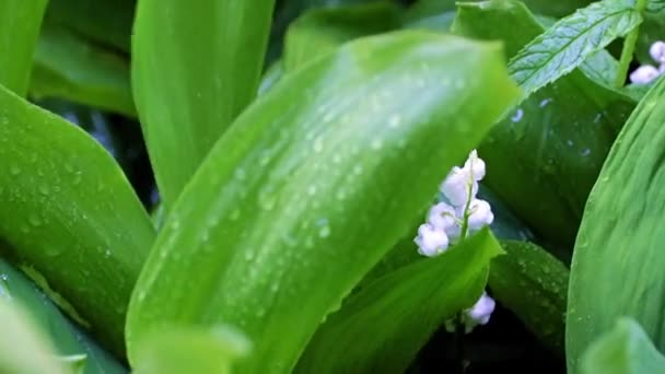 雨の中緑の葉に囲まれた谷のゆり畑の鮮やかな白い花 — ストック動画