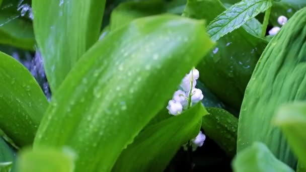 Ljusa Färska Vita Blommor Fältet Liljekonvalj Omgiven Gröna Blad Regnet — Stockvideo