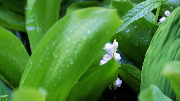 在雨中 谷地百合花绽放着鲜亮的白花 周围环绕着绿叶 — 图库视频影像