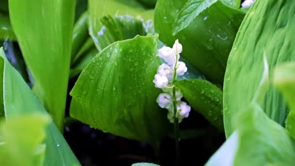 Ljusa Färska Vita Blommor Fältet Liljekonvalj Omgiven Gröna Blad Regnet — Stockvideo