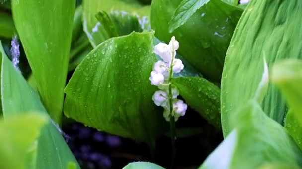 在雨中 谷地百合花绽放着鲜亮的白花 周围环绕着绿叶 — 图库视频影像