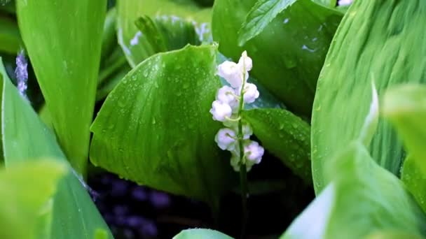 Ljusa Färska Vita Blommor Fältet Liljekonvalj Omgiven Gröna Blad Regnet — Stockvideo