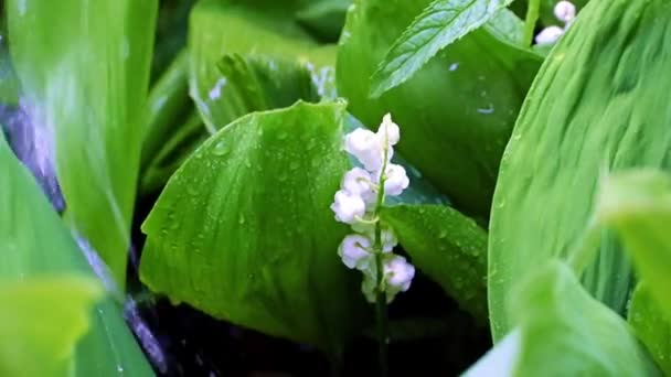 Leuchtend Frische Weiße Blüten Der Maiglöckchen Umgeben Von Grünen Blättern — Stockvideo