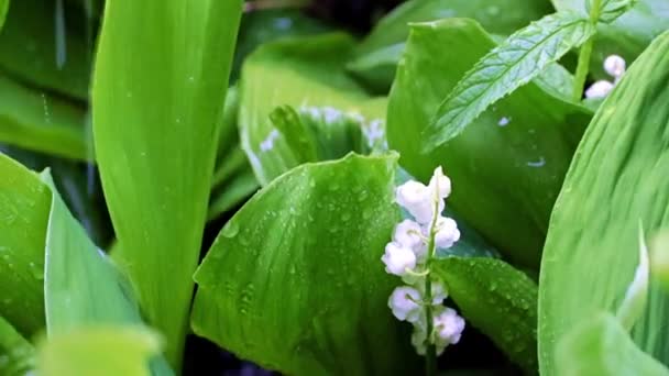 雨の中緑の葉に囲まれた谷のゆり畑の鮮やかな白い花 — ストック動画