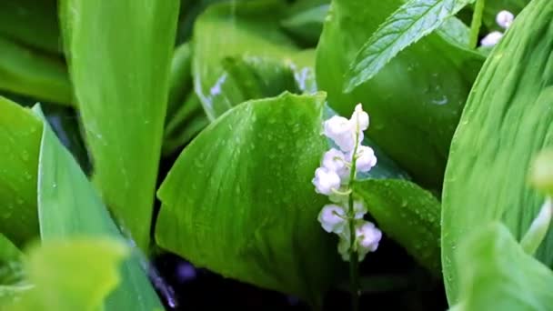 在雨中 谷地百合花绽放着鲜亮的白花 周围环绕着绿叶 — 图库视频影像