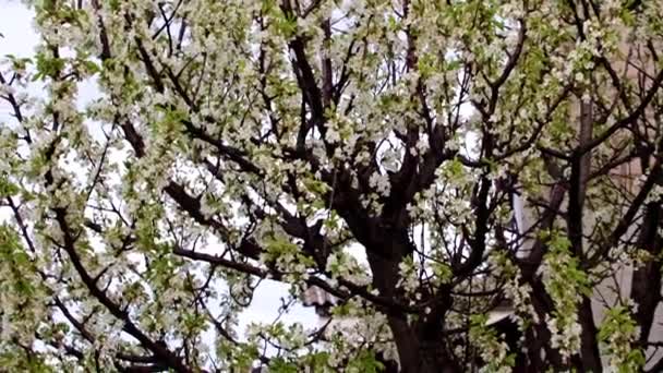 Flores Brancas Frescas Brilhantes Nos Ramos Uma Cereja Árvore Jardim — Vídeo de Stock