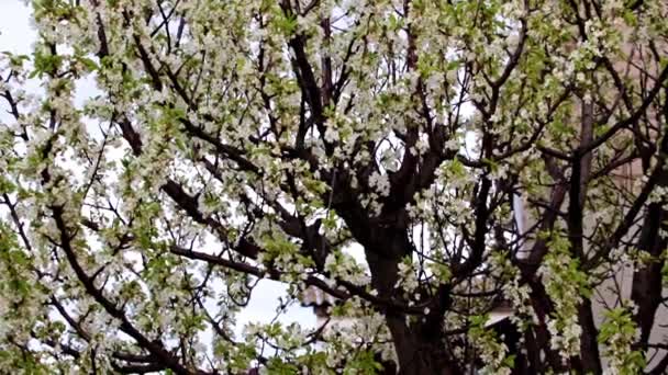 Leuchtend Frische Weiße Blüten Auf Den Zweigen Einer Gartenbaumkirsche — Stockvideo