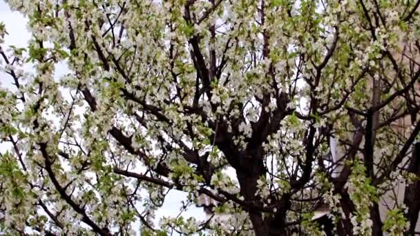 Flores Blancas Frescas Brillantes Las Ramas Cerezo Árbol Jardín — Vídeo de stock