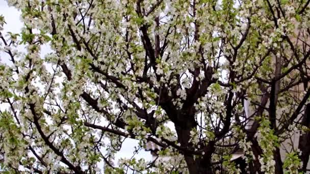 Jasne Świeże Białe Kwiaty Gałęziach Wiśni Ogrodowej — Wideo stockowe