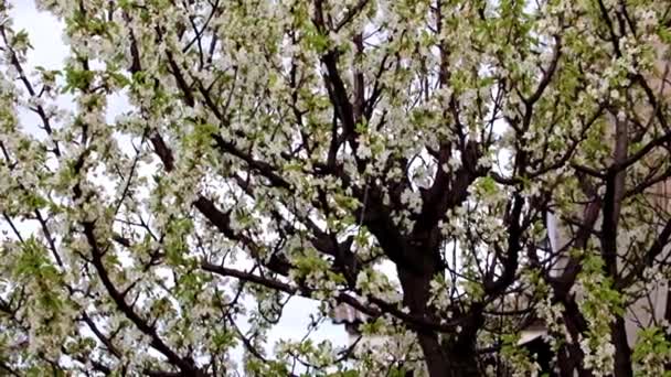 fleurs blanches fraîches brillantes sur les branches d'un arbre de jardin cerise 