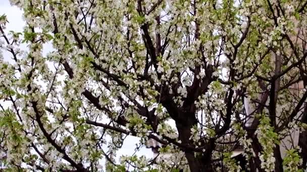 Flores Brancas Frescas Brilhantes Nos Ramos Uma Cereja Árvore Jardim — Vídeo de Stock