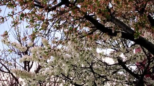 庭の桜の枝に鮮やかな白の花を咲かせ — ストック動画