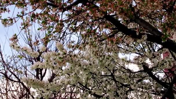 庭の桜の枝に鮮やかな白の花を咲かせ — ストック動画