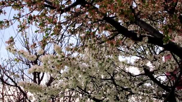 庭の桜の枝に鮮やかな白の花を咲かせ — ストック動画