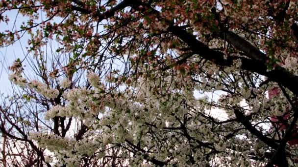 Flores Brancas Frescas Brilhantes Nos Ramos Uma Cereja Árvore Jardim — Vídeo de Stock