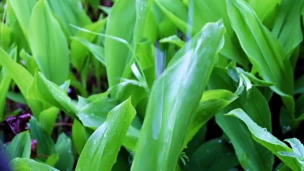 Proud Čisté Dešťové Vody Zelených Listů Zahradní Květinové Lilie Údolí — Stock video