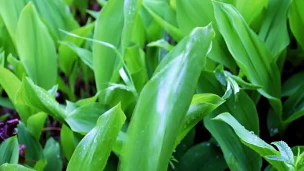 Strumień Czystej Wody Deszczowej Zielone Liście Lilii Ogrodowej Kwiat Doliny — Wideo stockowe
