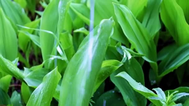 Arroyo Agua Lluvia Clara Hojas Verdes Flor Del Jardín Lirio — Vídeos de Stock