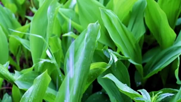 Ström Klart Regnvatten Och Gröna Blad Trädgårdsblomman Liljekonvalj — Stockvideo