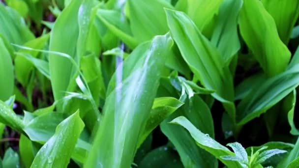 Ström Klart Regnvatten Och Gröna Blad Trädgårdsblomman Liljekonvalj — Stockvideo