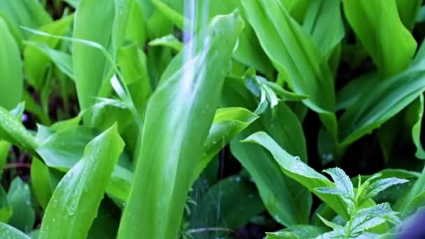 Ruscello Acqua Piovana Limpida Foglie Verdi Del Giglio Fiore Del — Video Stock