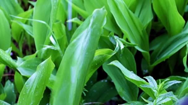 Arroyo Agua Lluvia Clara Hojas Verdes Flor Del Jardín Lirio — Vídeos de Stock