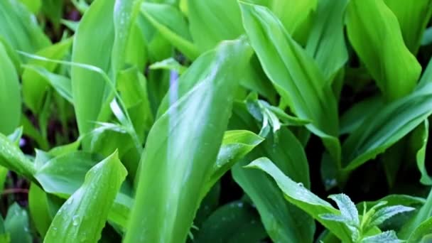 Strumień Czystej Wody Deszczowej Zielone Liście Lilii Ogrodowej Kwiat Doliny — Wideo stockowe