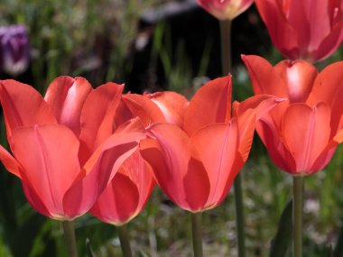 Bahçe lalesinin parlak kırmızı çiçekleri park alanının dekorasyonunda.