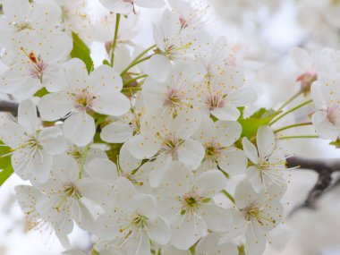 Kiraz ağacının dallarında beyaz çiçekler