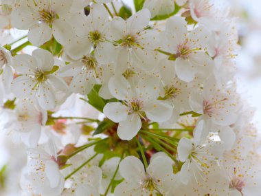 Güzel bahar beyaz çiçekleri ve kiraz ağacı dalları