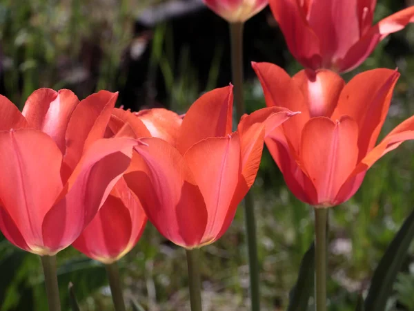 Bahçe Lalesinin Parlak Kırmızı Çiçekleri Park Alanının Dekorasyonunda — Stok fotoğraf