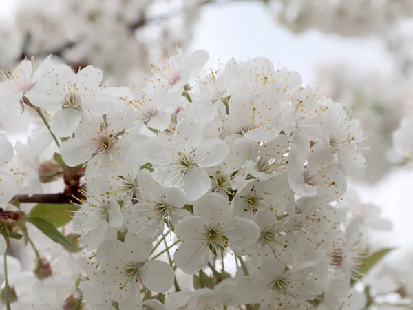 Weiße Blüten Auf Den Zweigen Einer Gartenbaumkirsche — Stockfoto