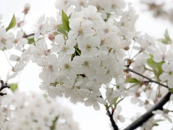 Weiße Blüten Auf Den Zweigen Einer Gartenbaumkirsche — Stockfoto