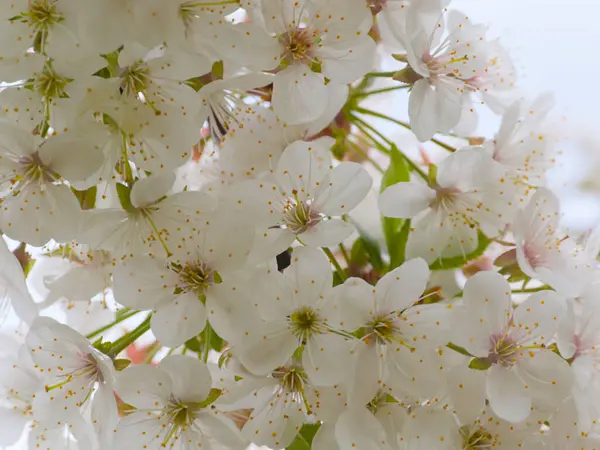 Weiße Blüten Auf Den Zweigen Einer Gartenbaumkirsche — Stockfoto