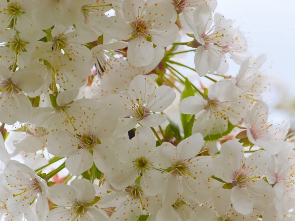 Weiße Blüten Auf Den Zweigen Einer Gartenbaumkirsche — Stockfoto