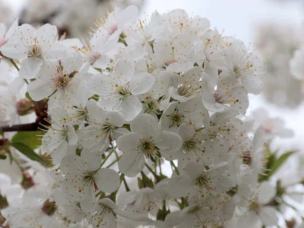 Weiße Blüten Auf Den Zweigen Einer Gartenbaumkirsche — Stockfoto