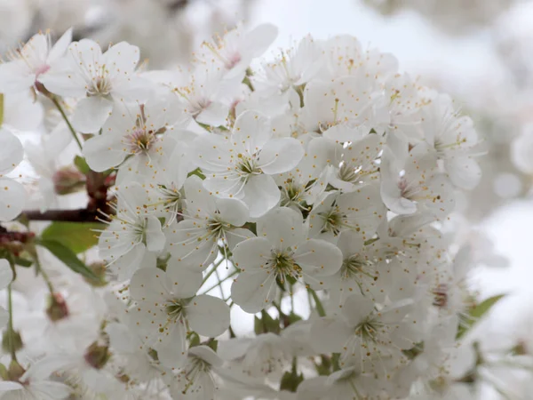 Weiße Blüten Auf Den Zweigen Einer Gartenbaumkirsche — Stockfoto