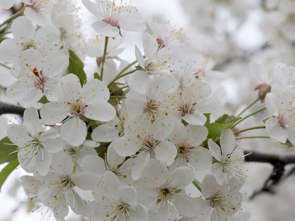 Bellissimi Fiori Bianchi Primaverili Rami Ciliegio — Foto Stock